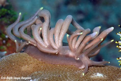 Phyllodesmium Briareum Nudibranch Anilao