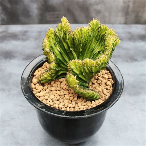 Euphorbia Lactea Variegata Real Live Succulent Cactus Plant Succulent Zone