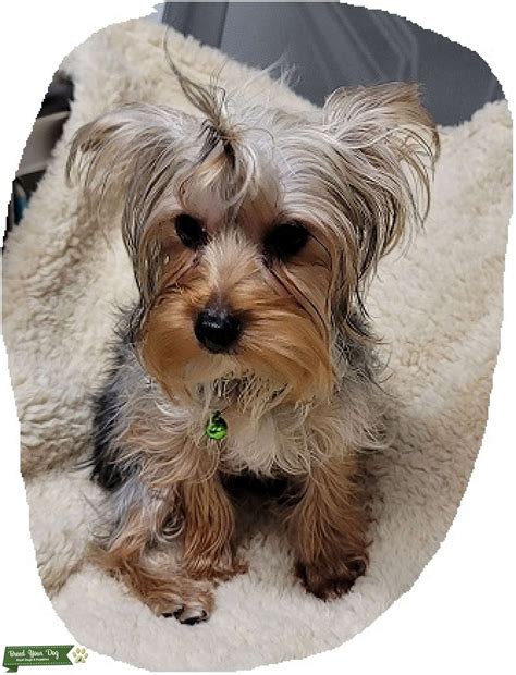 CKC Full Blood Yorkie - Stud Dog in Southwest, United States | Breed