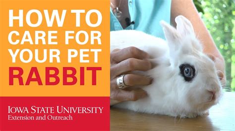 How to Care for Your Pet Rabbit – HousePetsCare.com