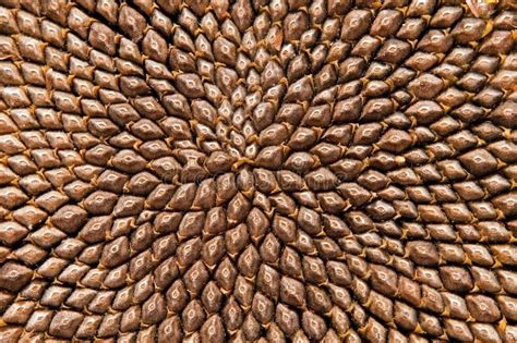 Sunflower Seed Head Detail Stock Photo Image Of Nature Beautiful