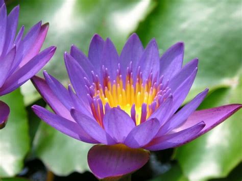 Purple Lotus Flower Meaning and Symbolism - Petal Republic