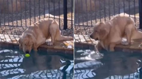 Dog grabs ball from pool, then clumsily falls inside | Trending ...