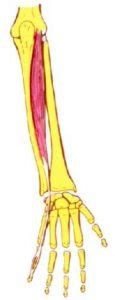 M Sculo Extensor Propio Dedo Me Ique