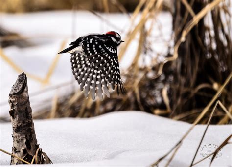 Downy Woodpecker Flight By Jestephotography On Deviantart