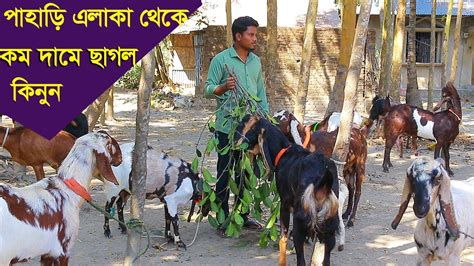 চটরগরমর পহড এলক থক কম দম ছগল দচছন ইমন ভই goat farm