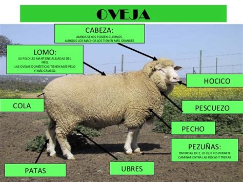 La Oveja