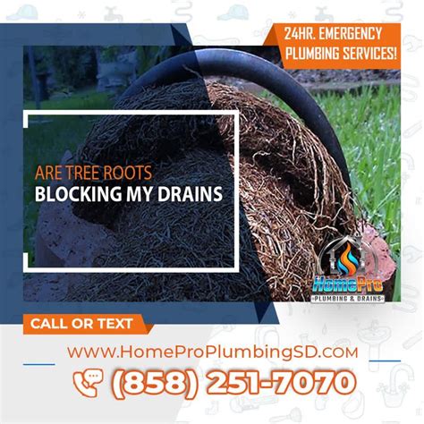 Tree Roots And Debris Can Accumulate In Your Plumbing Over Time