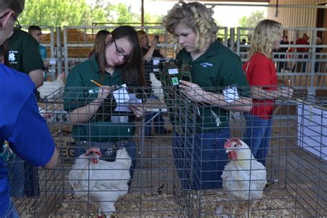 Poultry Judging Georgia H Flickr