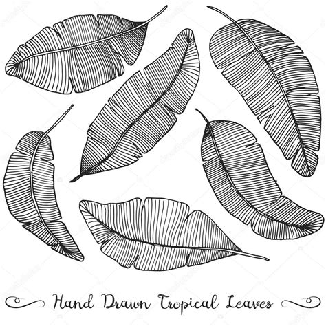 Banana Leaf Drawing at GetDrawings | Free download