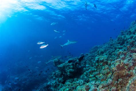 Great Barrier Reef Sharks: An Ultimate Guide