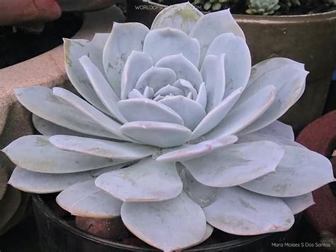 Echeveria Caly Argentea World Of Succulents