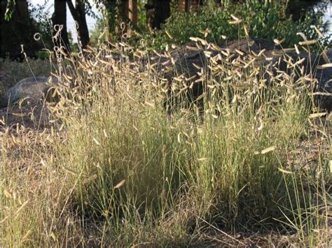 What Grass Is Native To Colorado My Heart Lives Here