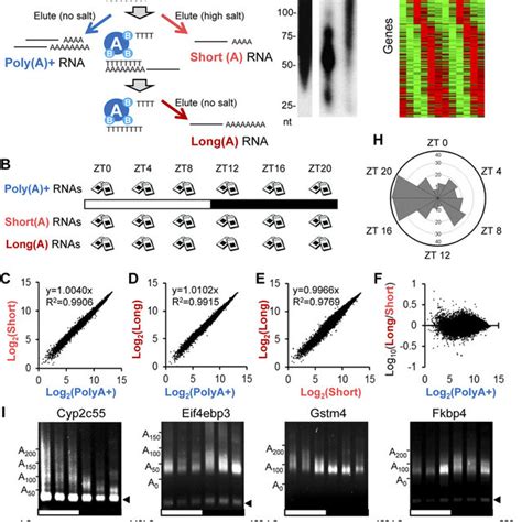 Length of the poly(A) tail correlates with protein expression. The ...