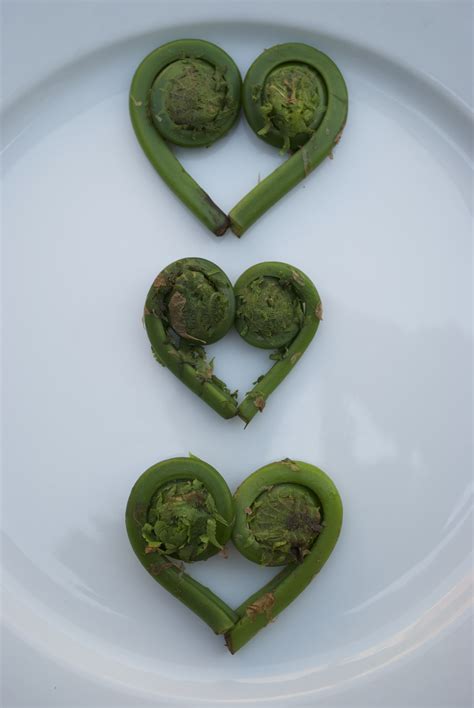fiddlehead fern hearts – A Spiritual Steward