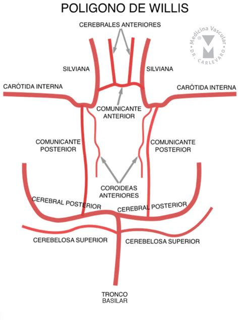 Ramas De La Arteria Vertebral