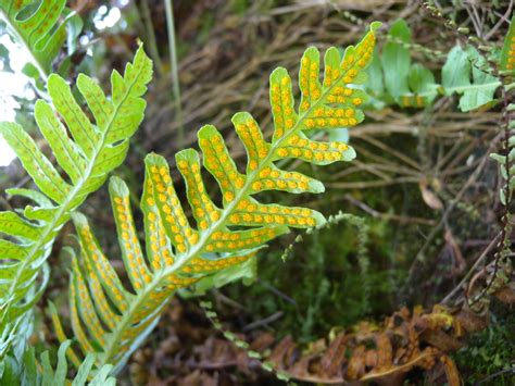 Polypodium Vulgare Root