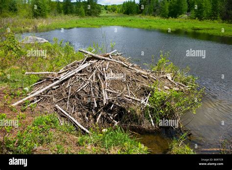 Beaver Den Hi Res Stock Photography And Images Alamy