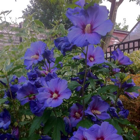 Hibiscus Syriacus Oiseau Bleu Syn Hibiscus Syriacus Blue Bird Rose Of Sharon Blue Bird