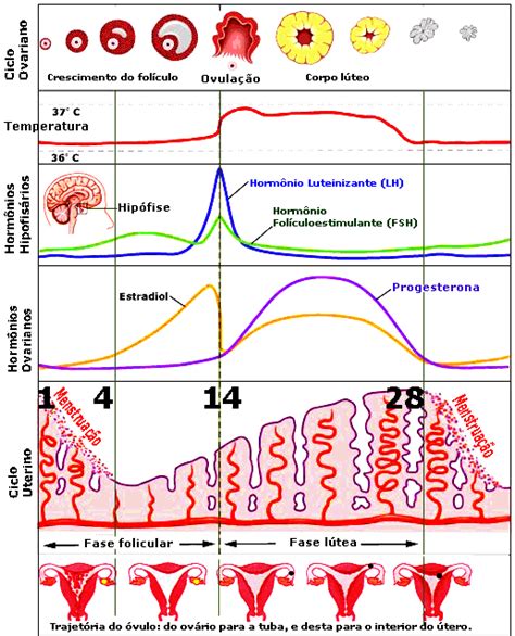 Hormônios Femininos E O Ciclo Menstrual Escola Educação