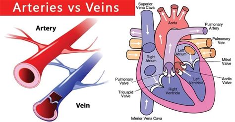 Define artery and vein