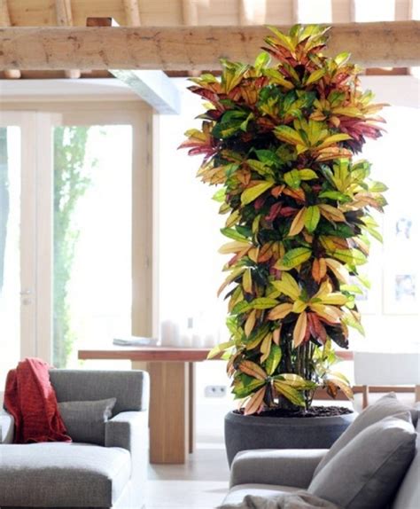 Popular Tall Or Large Indoor Houseplants You Must Know House