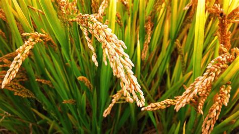 A Real Shot Of Ripe Golden Rice And Wheat Ears In Autumn Background