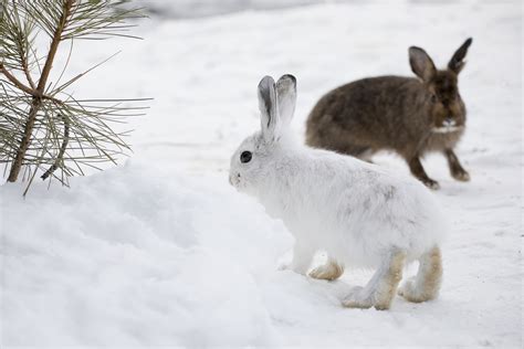 Animals who camouflage with the season affected by climate change ...