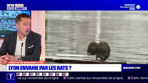 Lyon comment lutter contre la prolifération des rats