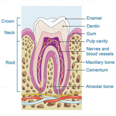 Tooth Structure Vector