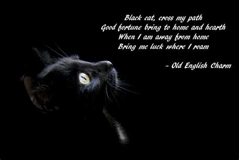 Black Cats Are Not Bad Luck They Bring Good Luck Because They Bring Love