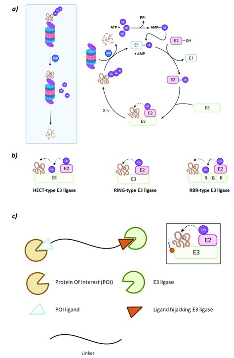 A Schematic Representation Of The Ubiquitin Proteasome System Ups