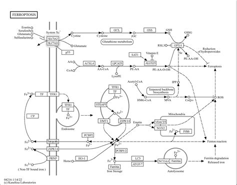 Kegg Pathway Ferroptosis Reference Pathway