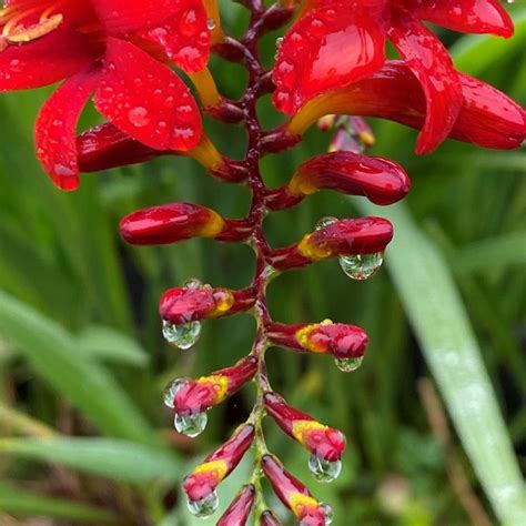 Lucifer Agm Crocosmia From Trecanna Nursery Uk