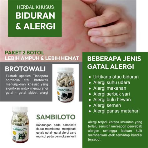 Jual Obat Gatal Biduran Alergi Daun Sambiloto Brotowali Herbal Jamu