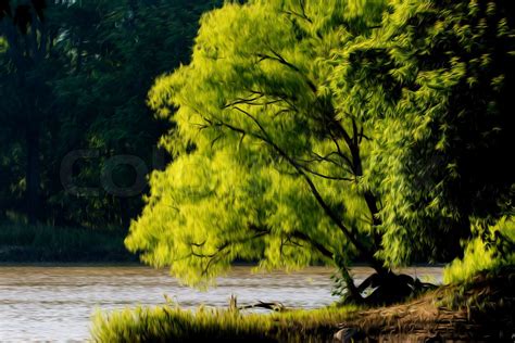 River Bank Tree Stock Image Colourbox