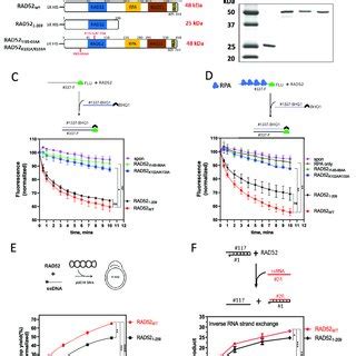 Characterization Of The Biochemical Activities Of RAD52 WT RAD52