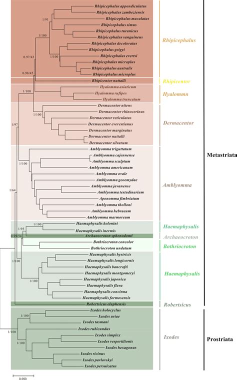 Phylogenetic Analysis Based On The Nucleotide Sequences Of The 13 Pcgs Download Scientific