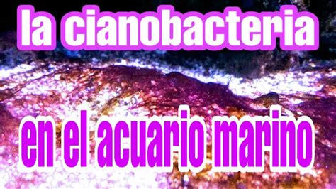 C Mo Eliminar La Cianobacteria Del Acuario Marino Youtube