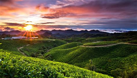 kebun teh malino makassar - Gali Nusantara