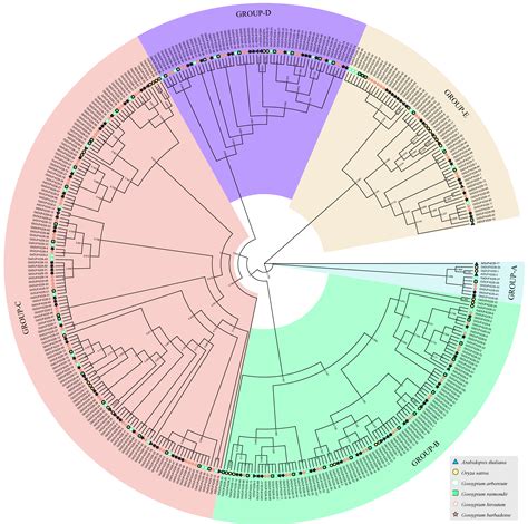 Ijms Free Full Text A Comprehensive Analysis Of The Duf Gene