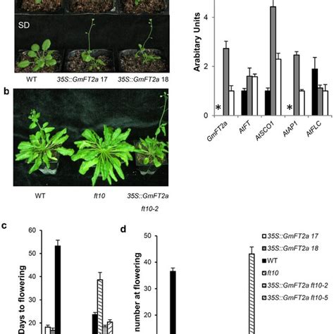 A Upper Arabidopsis Plants Grown Under Long Days Ld Lower