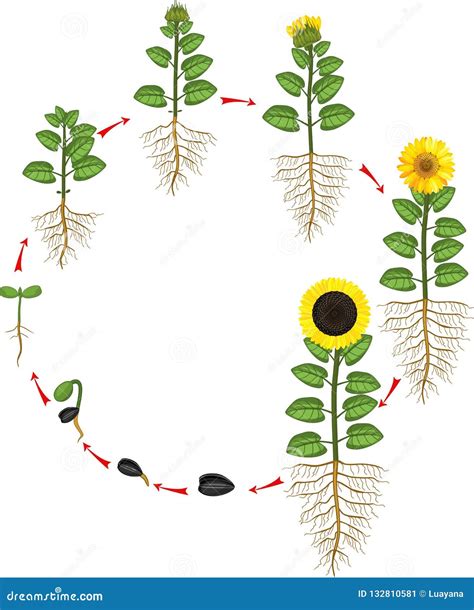 Introduzir 52 Imagem Fases De Desenvolvimento Da Planta De Girassol