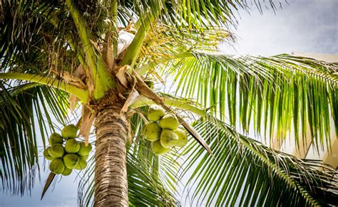 Cocotier Cocos Nucifera Pour La Noix De Coco Plantation Culture