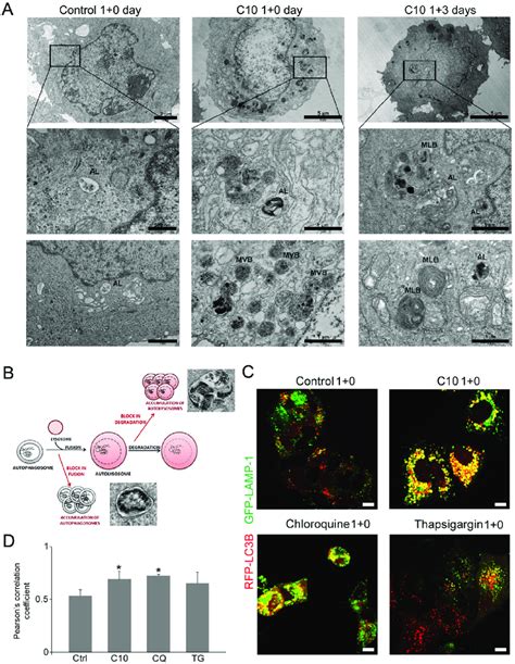 C10 Affects Autolysosomal Degradation In Mcf 7 Cells A Electron Download Scientific Diagram