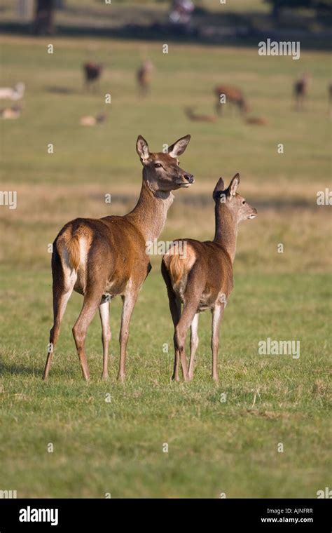 Red deer doe and fawn Richmond Park London England UK Stock Photo - Alamy