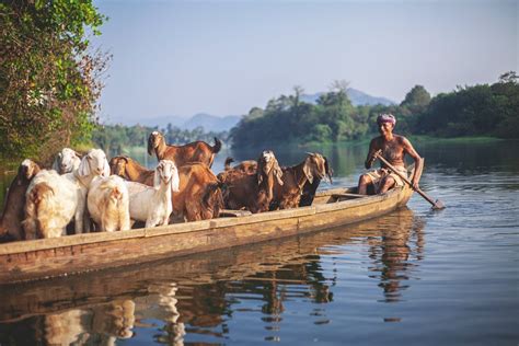 Goats In A Boat R Pics