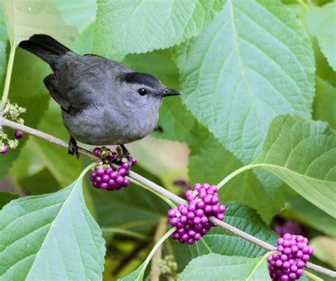 Bird Friendly Gardening Day — Tropical Audubon Society