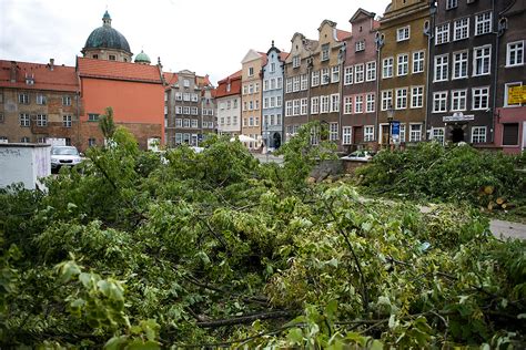 W Centrum Gda Ska Wyci To Szpaler Drzew Zamiast Nich Powstanie Kamienica