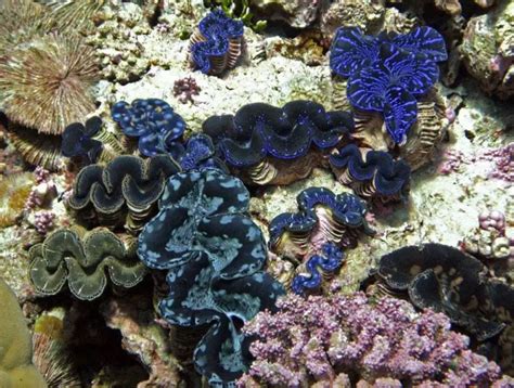 Wonders of Kingman Reef | Wondermondo